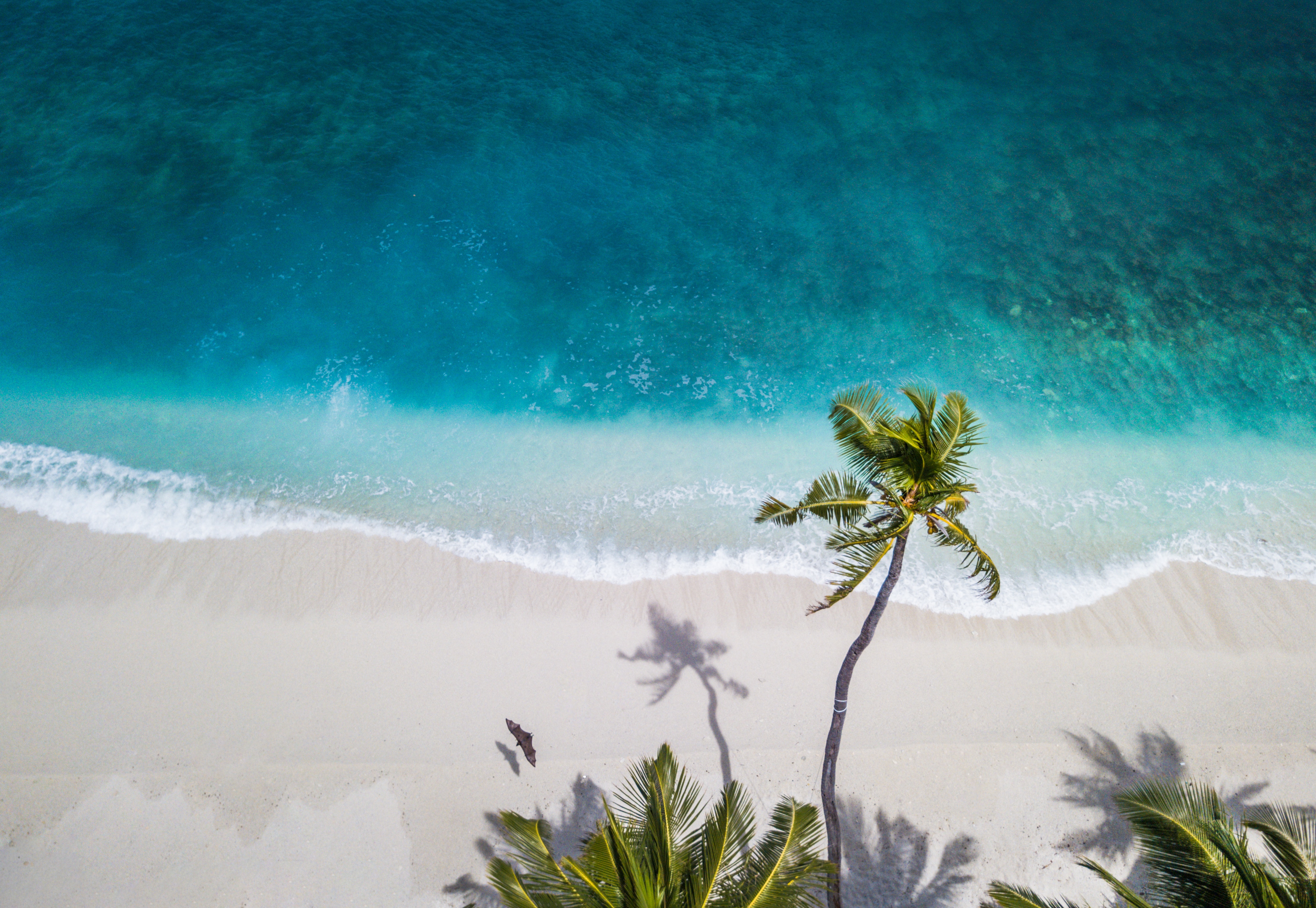 white sandy beach and palm trees